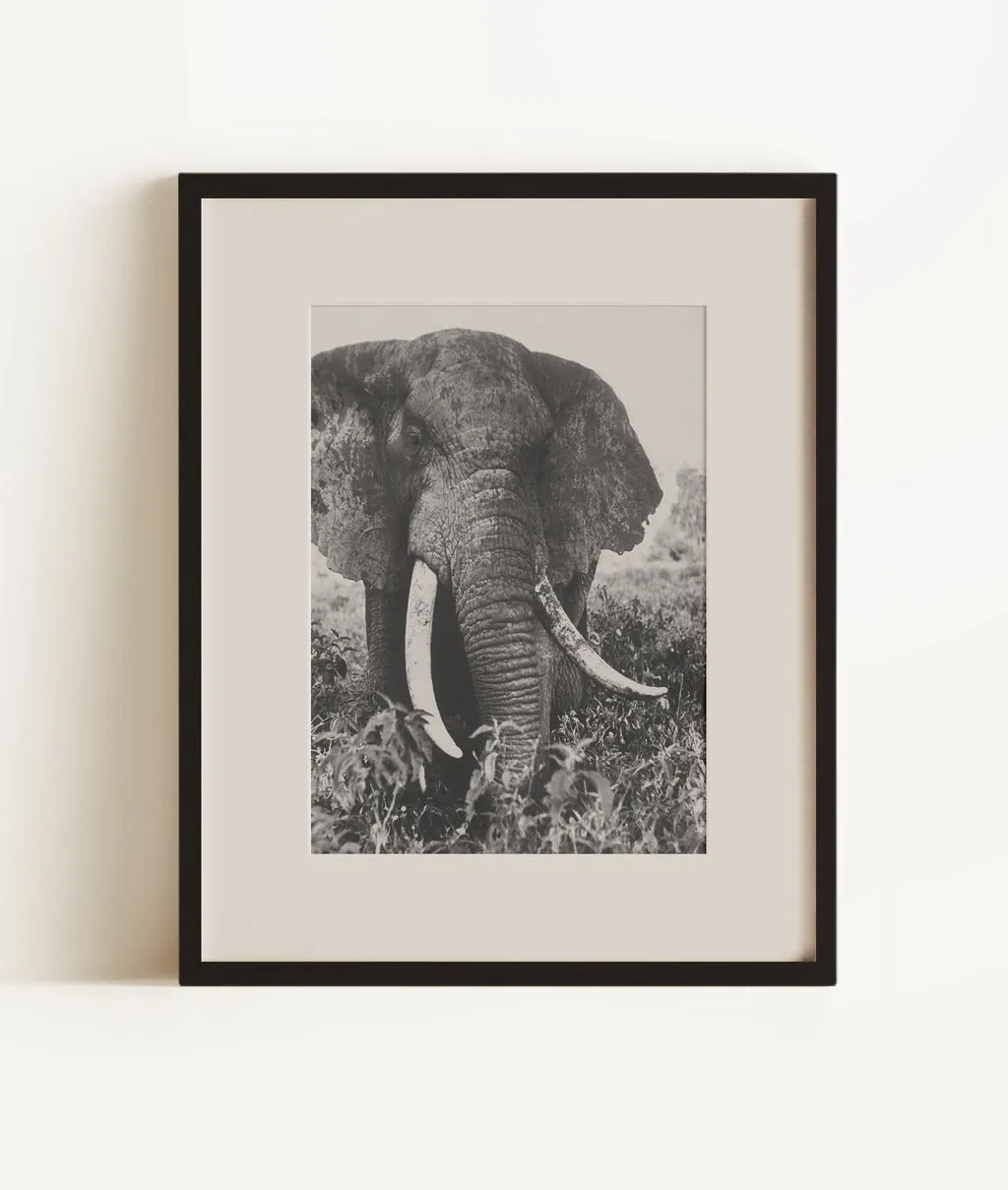 Elephant after dirt bath on the plains., Kenya, Central African Repu