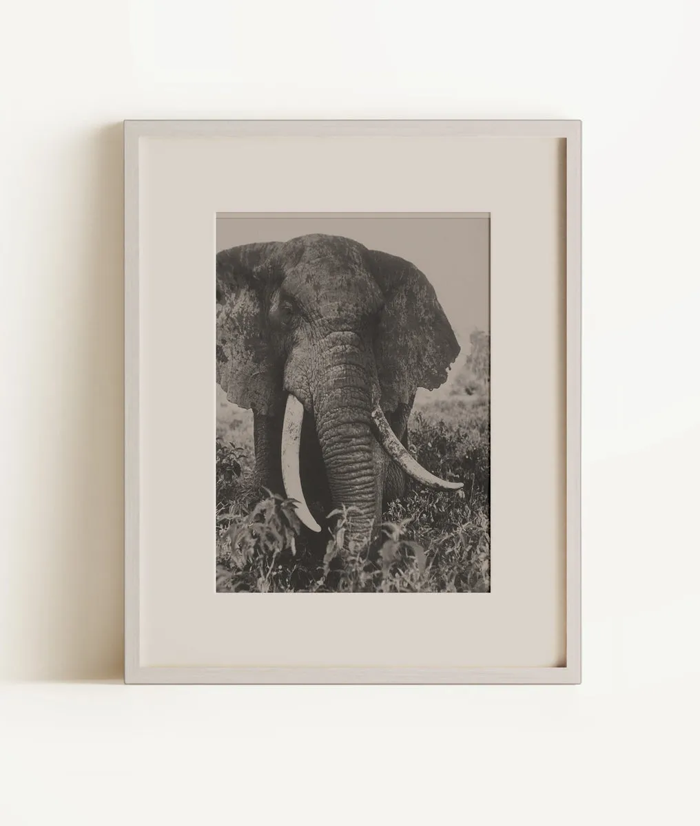 Elephant after dirt bath on the plains., Kenya, Central African Repu